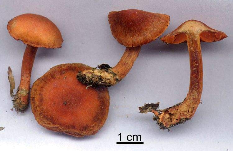 Cortinarius cinnabarinus